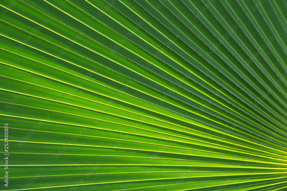 Obraz premium Palm leaf pattern for the background.