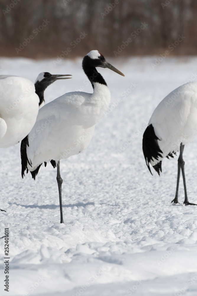 Obraz premium Red crowned crane, Kushiro city, Hokkaido, Japan