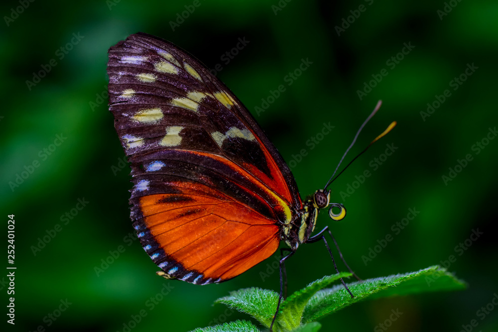 Closeup beautiful butterfly sitting on flower. Closeup beautiful butterfly sitting on flower.