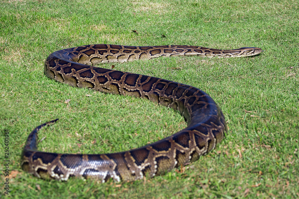 Naklejka premium Python lying in the sun on the grass.