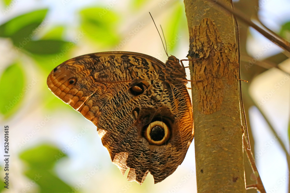 Obraz premium Closed up a large owl butterfly resting on the tree in Iguazu Falls National Park, Puerto Iguazu, Argentina