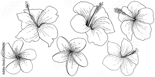 Vector Hibiscus floral tropical flowers. Black and white engraved ink art. Isolated hibiscus illustration element.