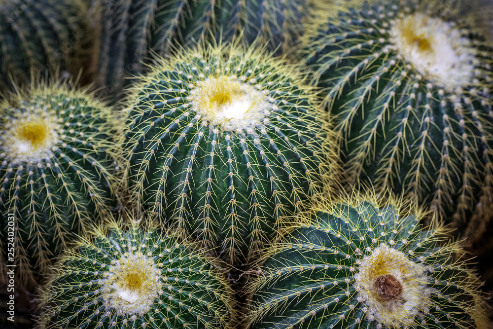 Cactus desert plants in pots. Cactus desert plants in pots.