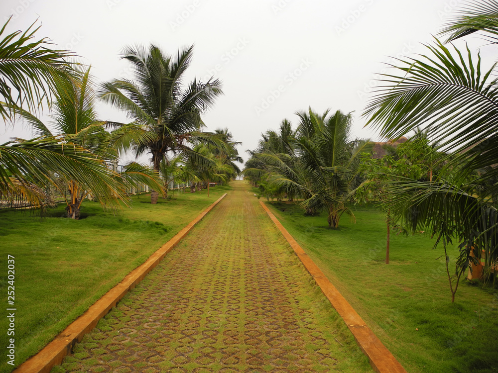 Path in a green park of coconut trees, India, Tamil nadu