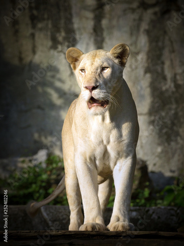 Female white lion standing in the natural forest.