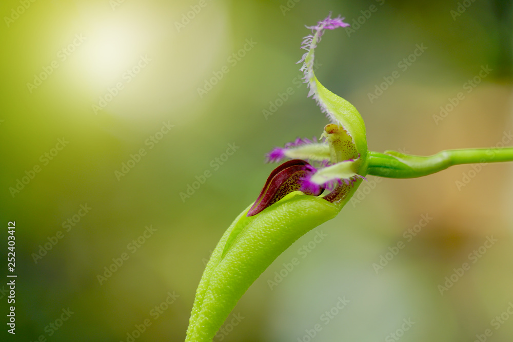 The wonderful species orchids is Bulbophyllum fascinator semi alba from Thailand on nature background, selective focus. The wonderful species orchids is Bulbophyllum fascinator semi alba from Thailand on nature background, selective focus.