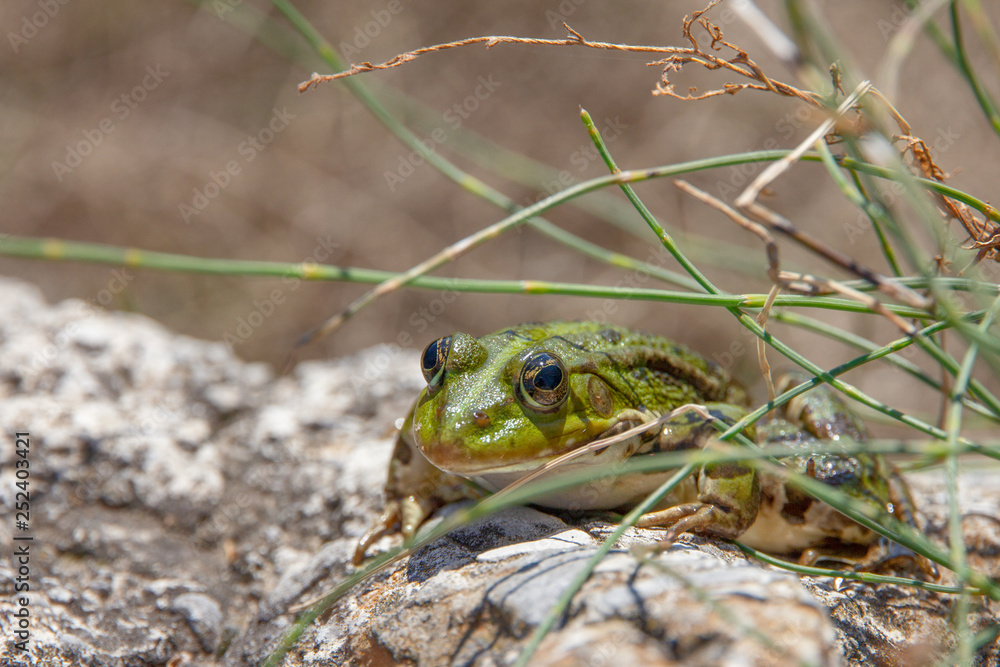 Fototapeta premium The edible frog (Pelophylax kl. esculentus), also known as the common water or green frog.