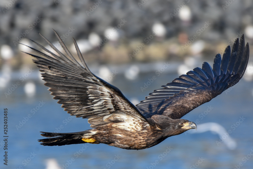 Obraz premium Bald Eagle in flight
