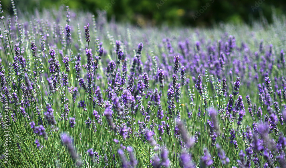 Fototapeta premium The bee collects honey among the beautiful flowers of lavender in spring.