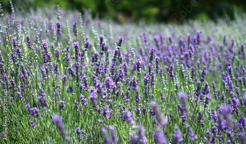 The bee collects honey among the beautiful flowers of lavender in spring.