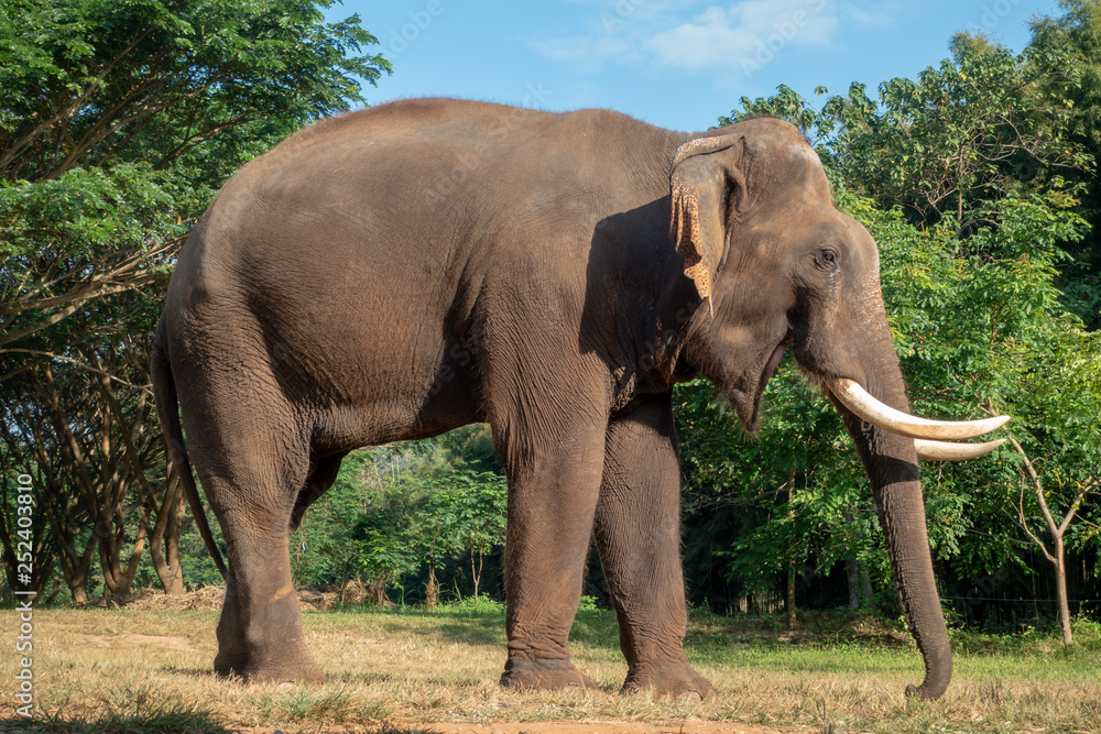 Fototapeta premium Asiatic or asian elephant in farm.