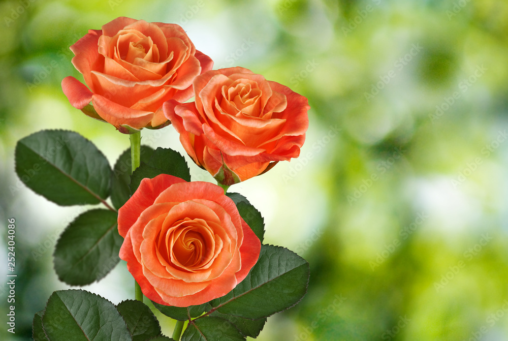 beautiful bouquet flowers on a green background close-up beautiful bouquet flowers on a green background close-up