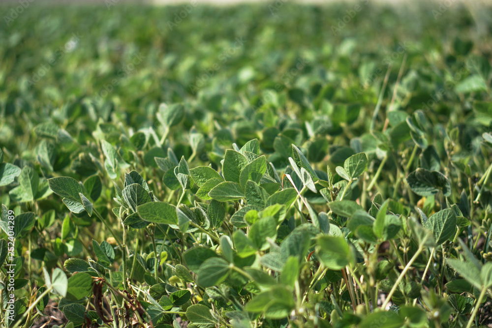 Soybean field at the beginning of summer. Drought and dehydrated plants. Vegetarian food soy. Stock background, photo Soybean field at the beginning of summer. Drought and dehydrated plants. Vegetarian food soy. Stock background, photo