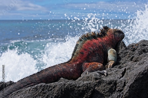 Marine Iguana