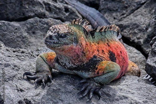 Marine Iguana
