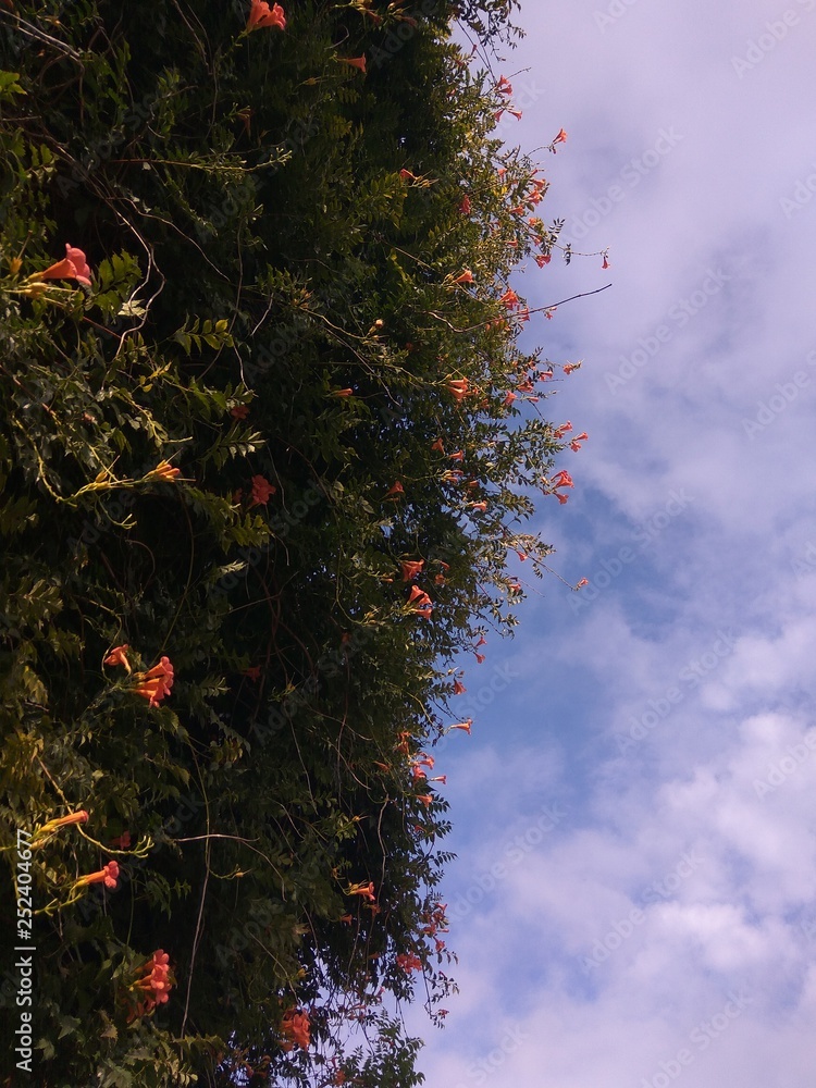 flowers, summer, tree, nature, green, branch, decoration, sky, flowers, summer, tree, nature, green, branch, decoration, sky,