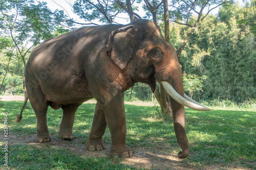 Asiatic or asian elephant in farm. © Sawai Thong