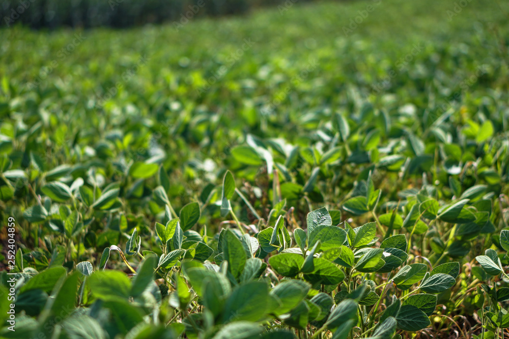 Soybean field at the beginning of summer. Drought and dehydrated plants. Vegetarian food soy. Stock background, photo Soybean field at the beginning of summer. Drought and dehydrated plants. Vegetarian food soy. Stock background, photo