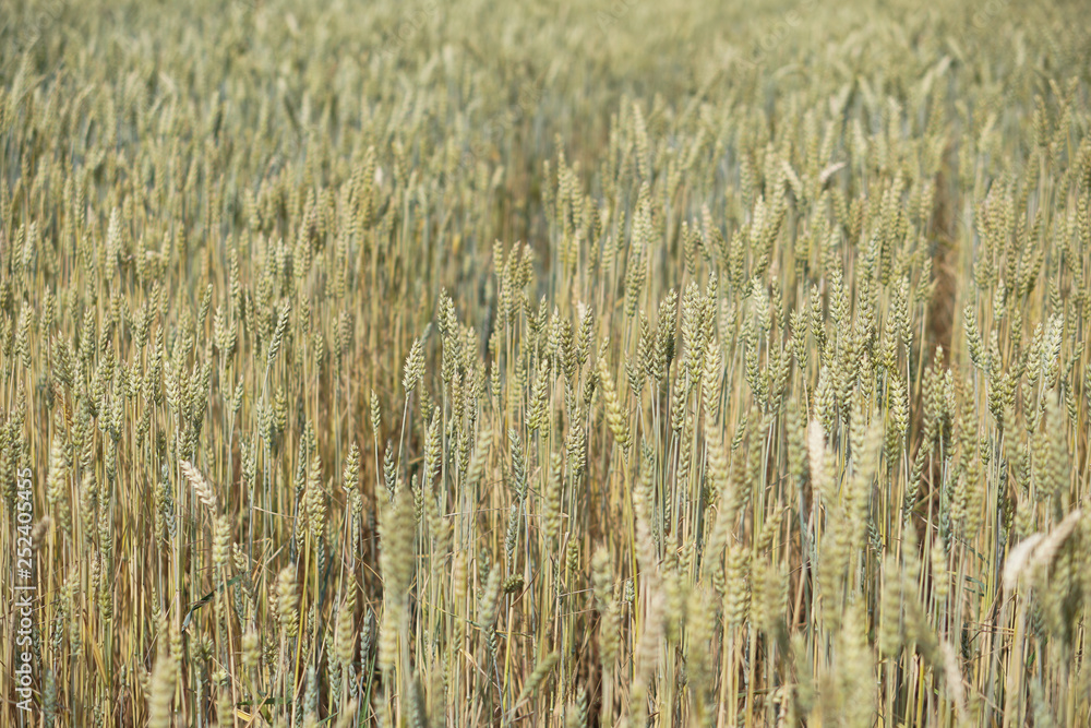 Farm garden sown wheat before maturation. farm field with a big harvest. Beautiful golden bread. Stock background, photo Farm garden sown wheat before maturation. farm field with a big harvest. Beautiful golden bread. Stock background, photo