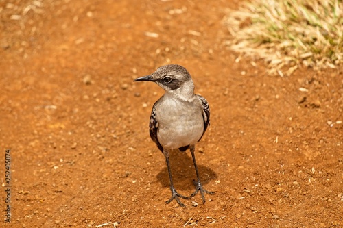 Mockingbird photo