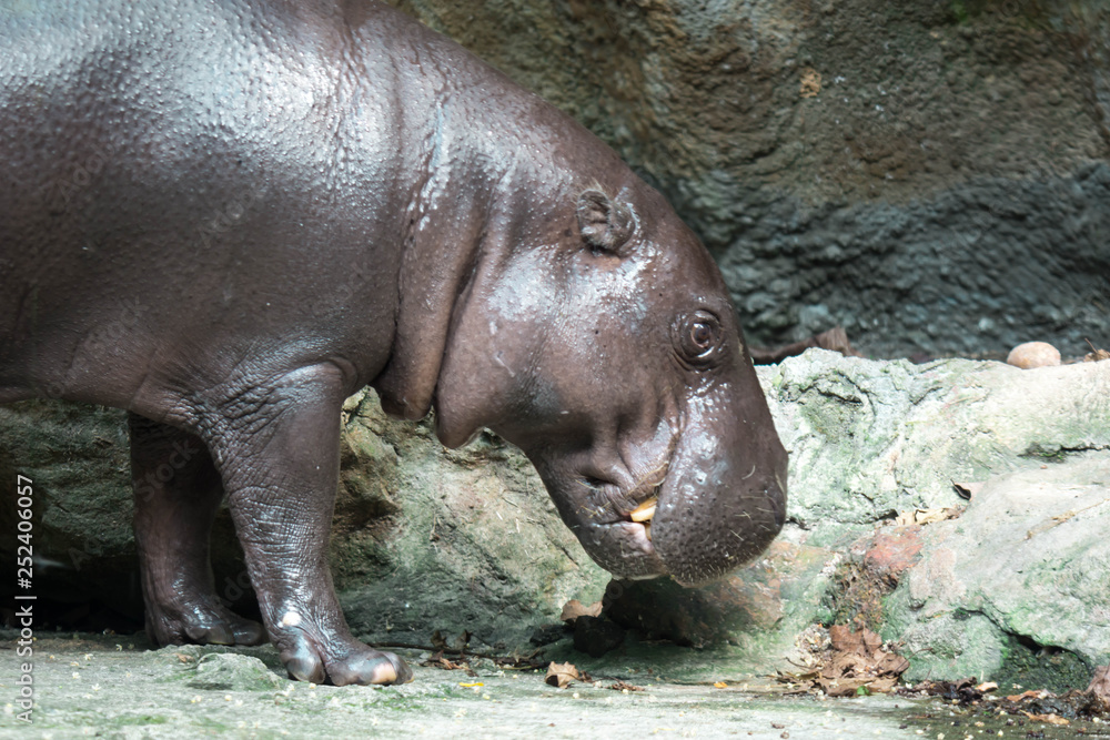 Hippopotamus or hippo while looking for food Hippopotamus or hippo while looking for food