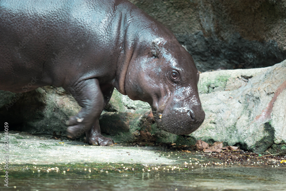 Hippopotamus or hippo while looking for food Hippopotamus or hippo while looking for food