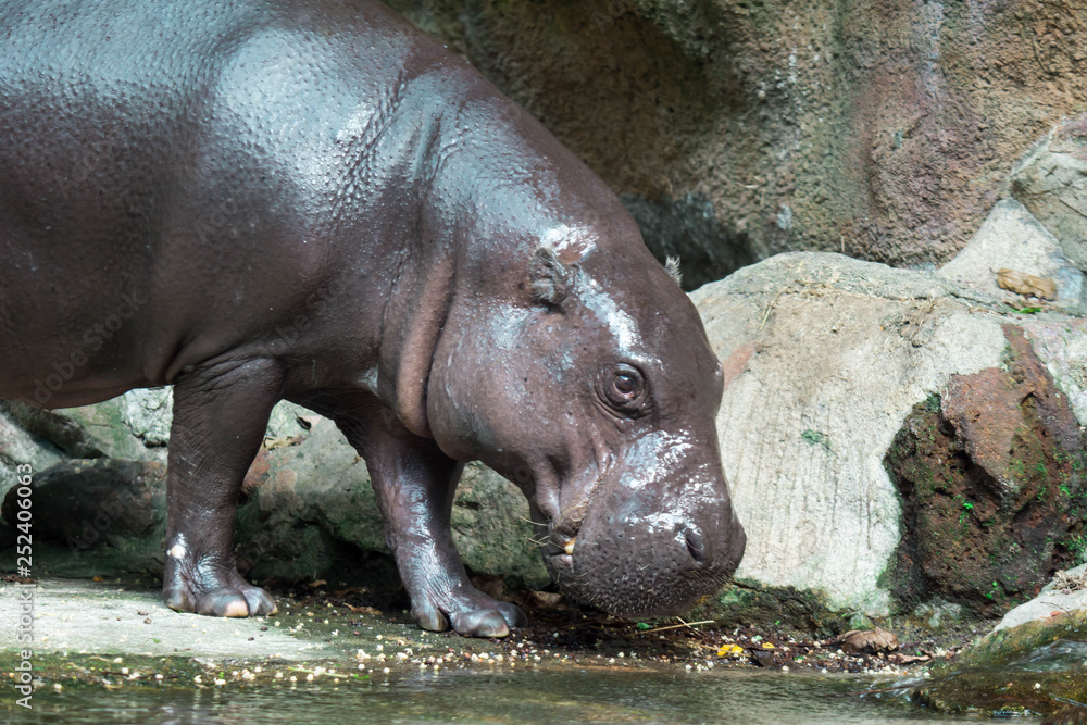 Hippopotamus or hippo while looking for food Hippopotamus or hippo while looking for food