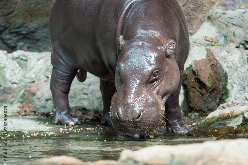 Fototapeta premium Hippopotamus or hippo while looking for food