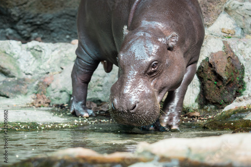 Hippopotamus or hippo while looking for food