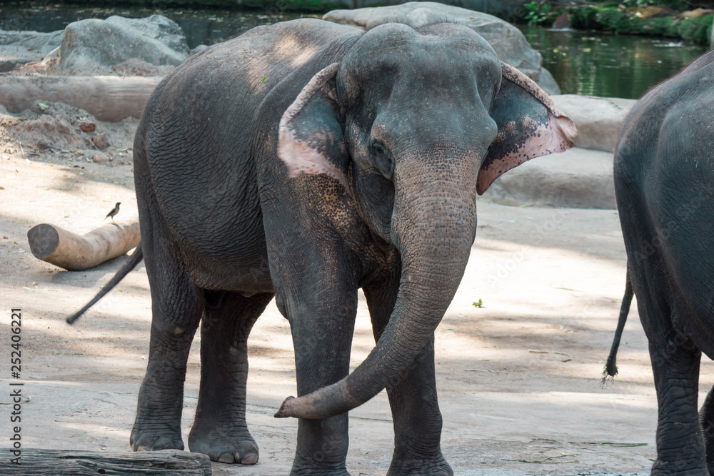 Fototapeta premium Asian elephant or Asiatic elephant in a zoo in Singapore