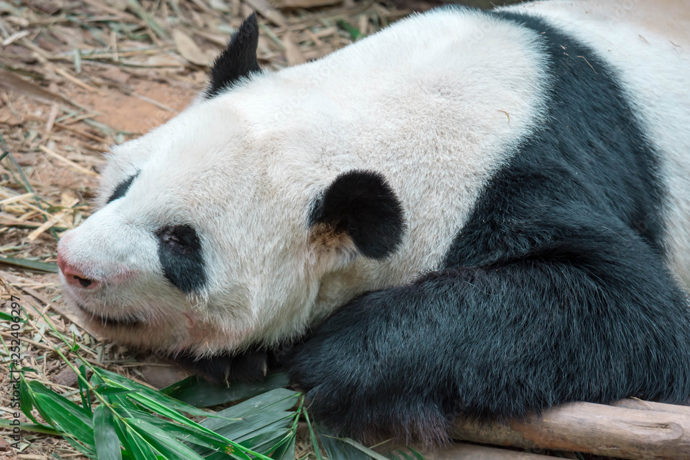 Naklejka premium A sleeping panda bear in a Zoo in Singapore