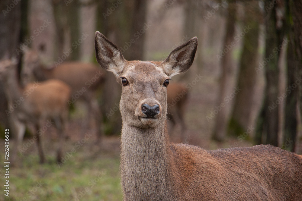 Rothirsch-Kuh vor Herde (Cervus elaphus)