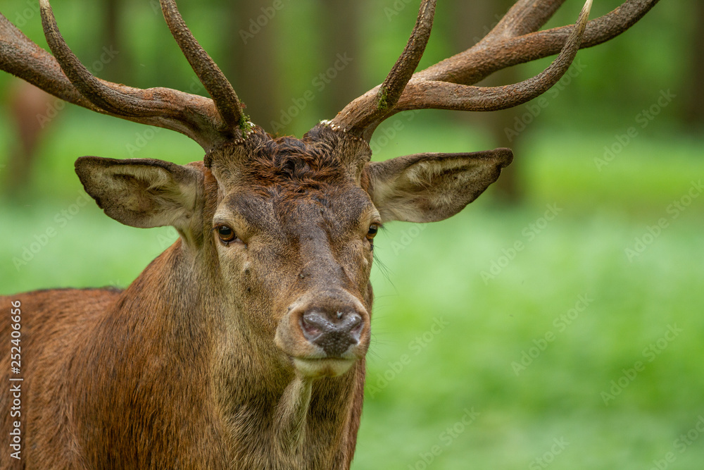 Prächtiger Rothirsch (Cervus elaphus) Prächtiger Rothirsch (Cervus elaphus)