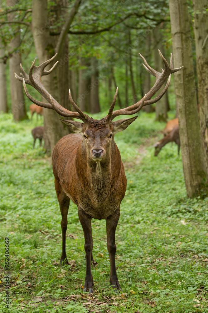 Rothirsch (Cervus elaphus) im Wald Rothirsch (Cervus elaphus) im Wald