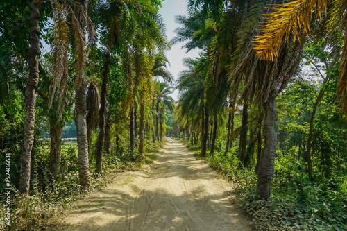 Beautiful palm path in Mayapur, India