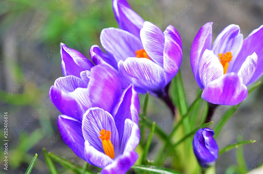 purple crocus in spring purple crocus in spring