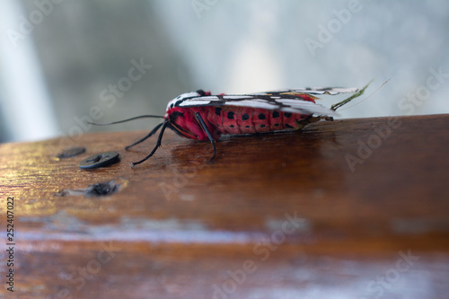 Red and black Butterfly on a wooden table, Sa Pa, Vietnam