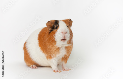 guinea-pig on the light background