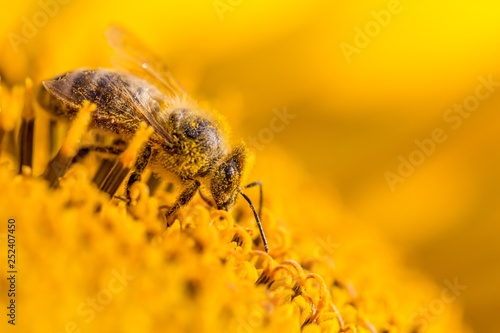 Obraz na plátně Honey bee covered with yellow pollen collecting sunflower nectar