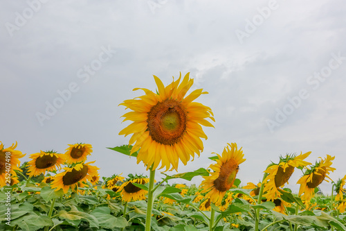Sunflower in farm