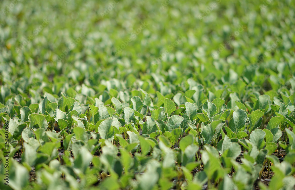 Selective Close-up of green seedling. Green salad growing from seed Farm garden in a greenhouse with watering plants. Stock background, photo Selective Close-up of green seedling. Green salad growing from seed Farm garden in a greenhouse with watering plants. Stock background, photo
