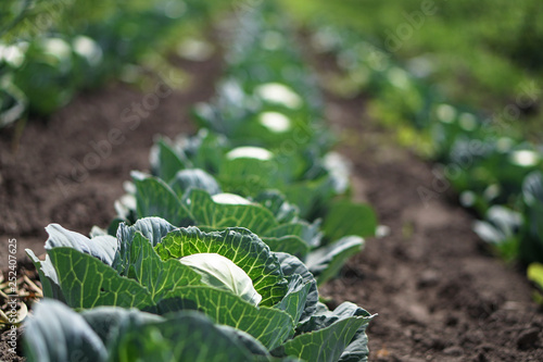Cabbage in the garden of the farmer. Field with vegetarian plants in summer. Stock background, photo