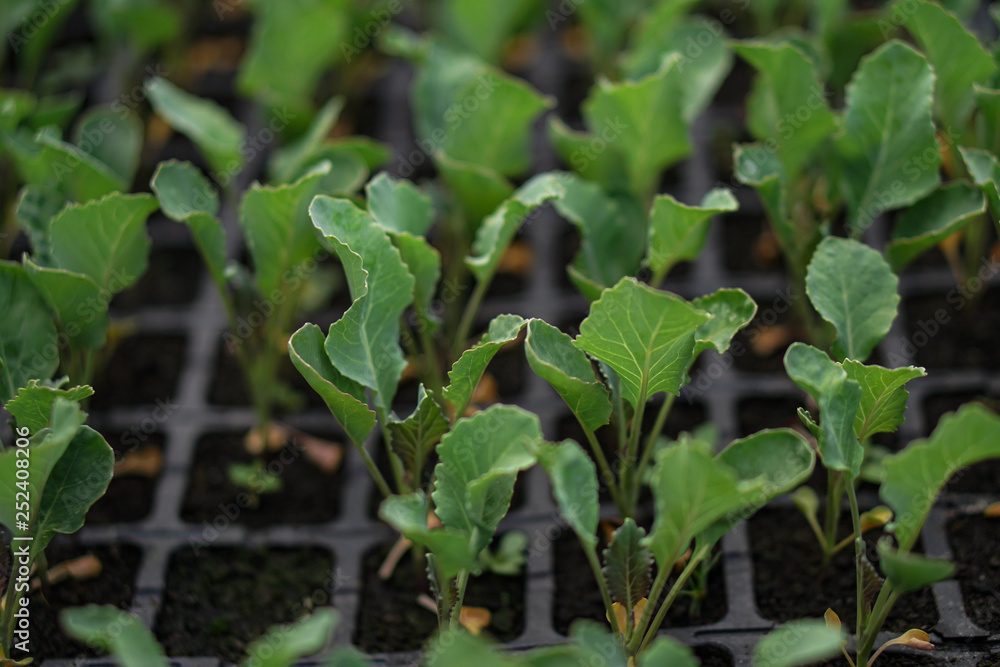 Selective Close-up of green seedling. Green salad growing from seed Farm garden in a greenhouse with watering plants. Stock background, photo Selective Close-up of green seedling. Green salad growing from seed Farm garden in a greenhouse with watering plants. Stock background, photo