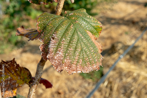 Hazelnut leaves are damaged by parasites and rot diseases. Pests and hazelnut garden protection concept photo