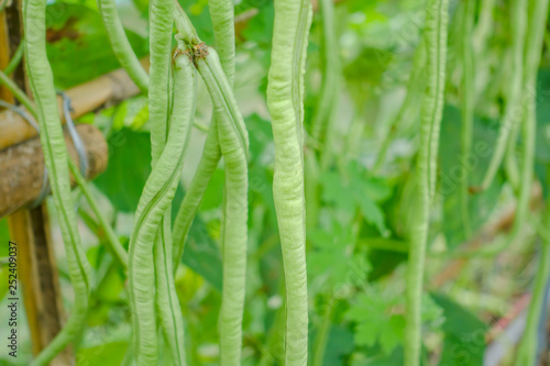 Long bean in green farm