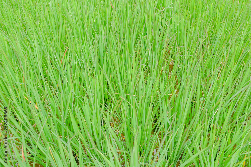 Green rice leaf background Green rice leaf background