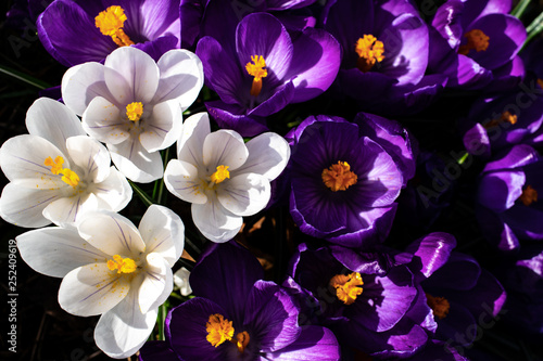 Bunch of white and purple crocus flowers