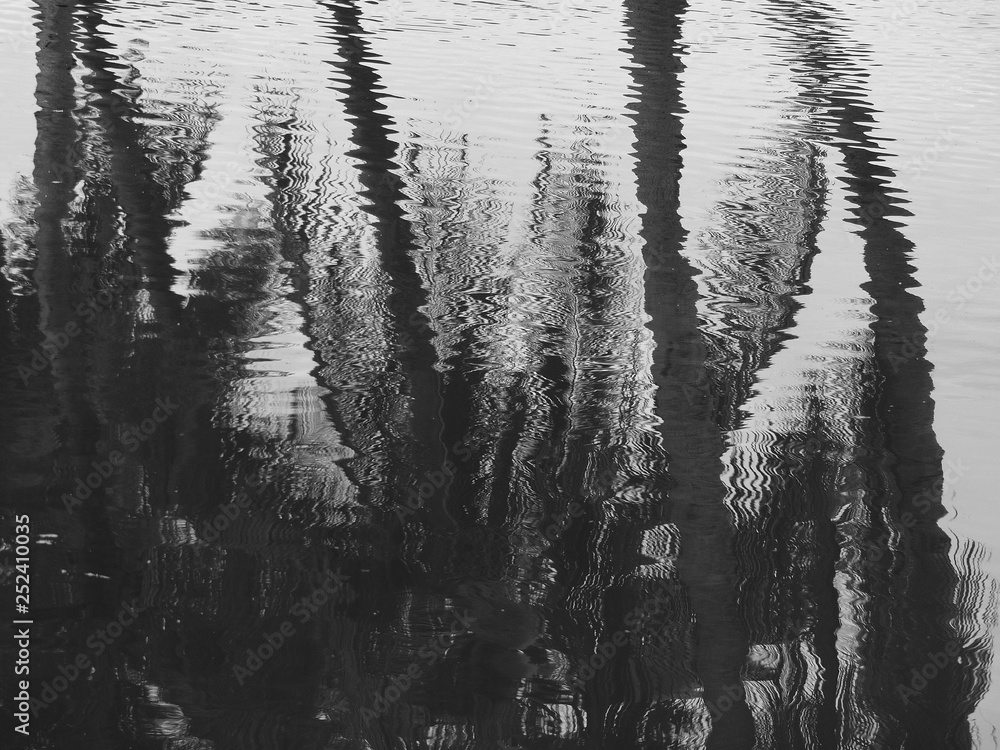 black and white water reflection leaf black and white water reflection leaf