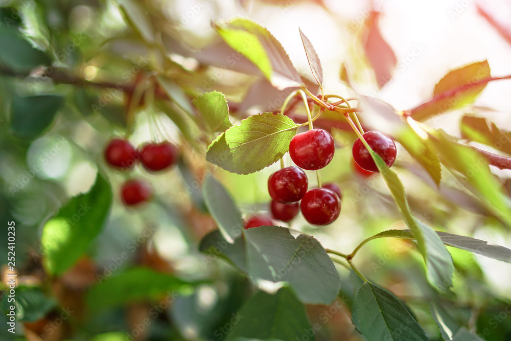 Ripe cherries on the tree in summer. Juicy natural fruits and berries in the garden. Stock background, photo Ripe cherries on the tree in summer. Juicy natural fruits and berries in the garden. Stock background, photo