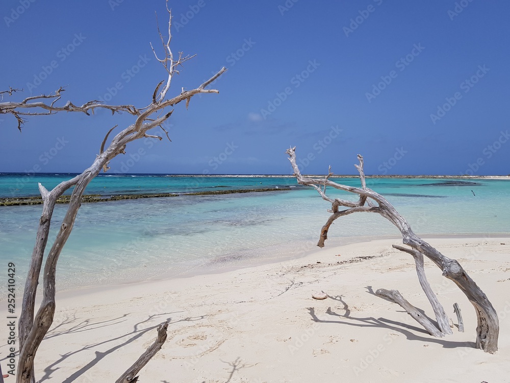 Dry trees on the wonderful baby beach in Aruba Dry trees on the wonderful baby beach in Aruba